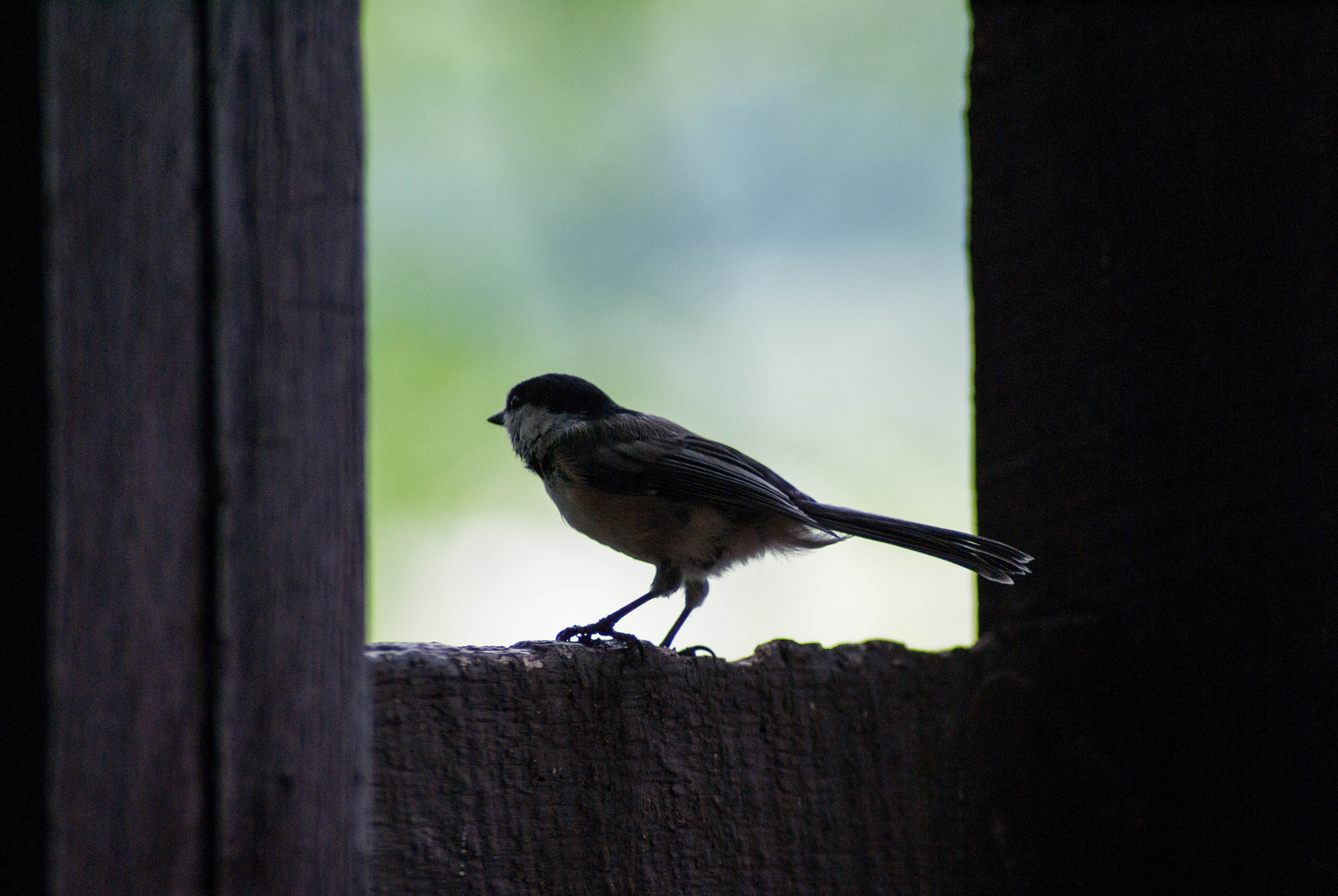 Small bird sits on wooden ledge peeking outdoors